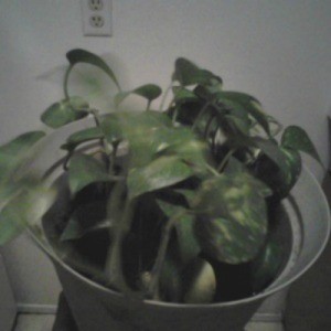 green leaved plant