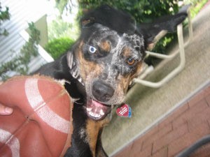 Chewing on a flat football.