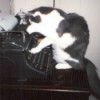 Cat on typewriter