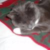 Kitter Peabody (Tuxedo Cat)