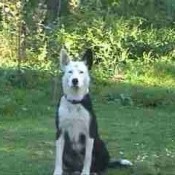 Large black and white dog in yard.