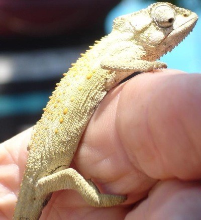 Tan dwarf chameleon on person's finger.