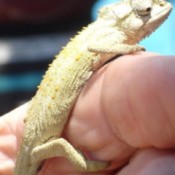 Tan dwarf chameleon on person's finger.