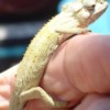 Tan dwarf chameleon on person's finger.