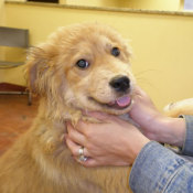 Golden mix puppy.