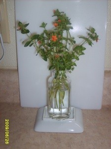 Cut stems in vase, with orange flowers.