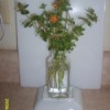 Cut stems in vase, with orange flowers.
