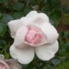 Closeup of pretty pale pink rose.