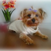 Coco (Yorkshire Terrier)