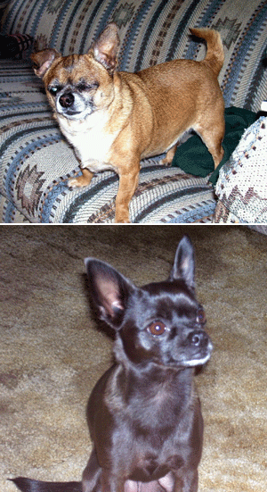 Poncho and Mija (Chihuahuas)