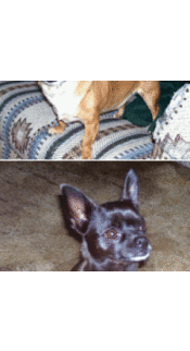 Poncho and Mija (Chihuahuas)