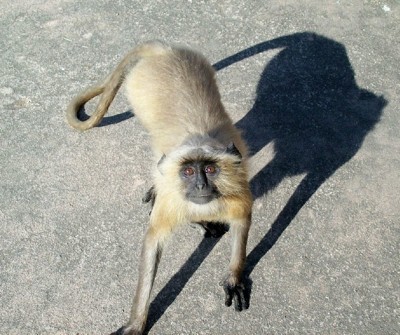 A monkey at the Taj Mahal