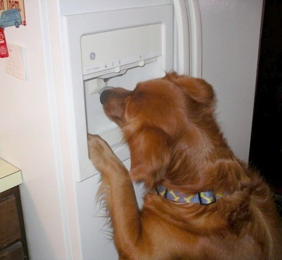 Rusty at fridge water dispenser.