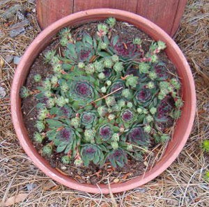 looking down on a pot planted with succulents