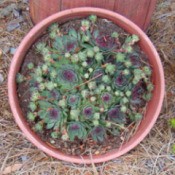 looking down on a pot planted with succulents