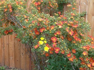 Orange rose bush with one branch blooming yellow.