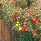 Orange rose bush with one branch blooming yellow.