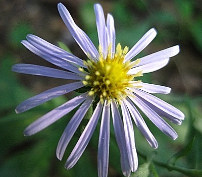 Periwinkle colored flower with yellow center.