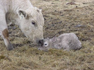 Charolais calf.