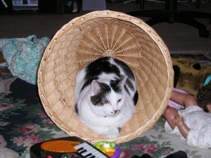 Black and white cat in basket.