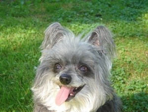 A dog outside with it's tongue out.