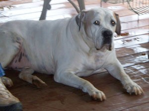 Large white Bulldog lying down.