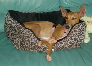 Italian Greyhound laying in dog bed.