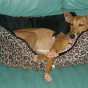 Italian Greyhound laying in dog bed.