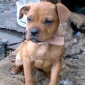 Honey (Pitbull/Terrier)