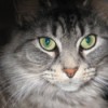 Closeup of beautiful grey cat with green eyes.