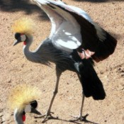 Crane at Cheyenne Zoo