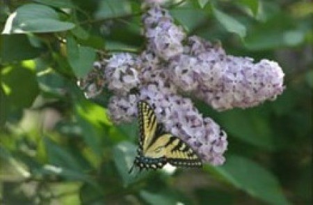 A get well card with a butterfly on a lilac blossom.