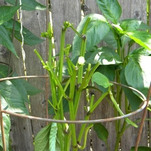 Pepper plant with leaves eaten off by a bug.