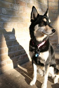 husky mix