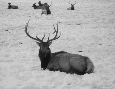 Elk in the snow.