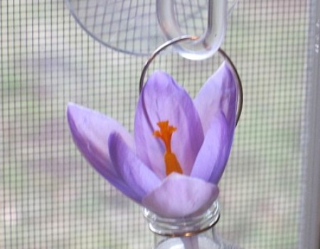 Crocus in hanging bottle.