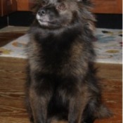 Black dog with pointy ears and medium coat.