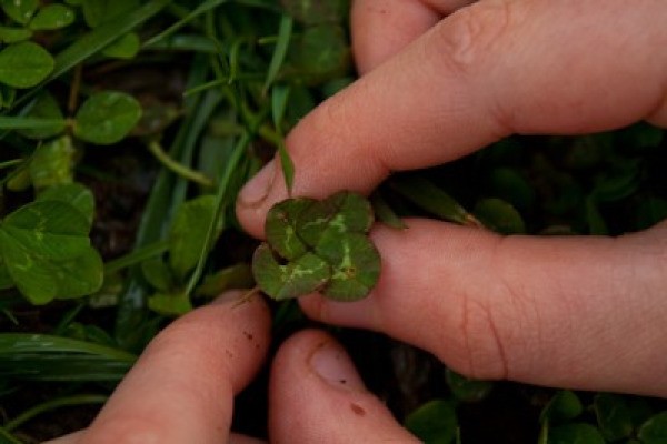 A four leaf clover growing in the lawn.