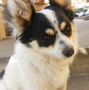 Charlie (Papillon)