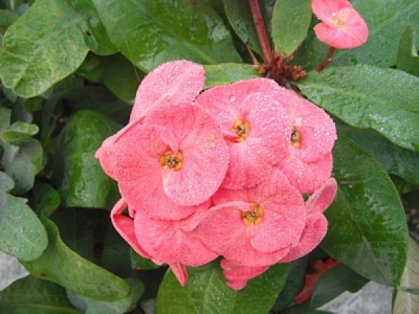 Crown of Thorns and Bromeliad
(Nassau, Bahamas)