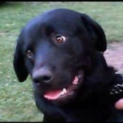 Kane (Black Lab/Rottweiler)