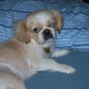 Small cream and tan dog.