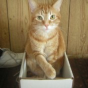 Fry in a box.