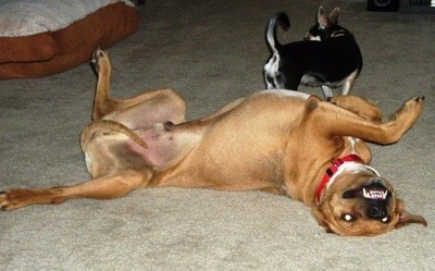 Brown dog lying upside down.