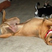 Brown dog lying upside down.