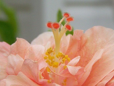 closeup of peach hibiscus flower