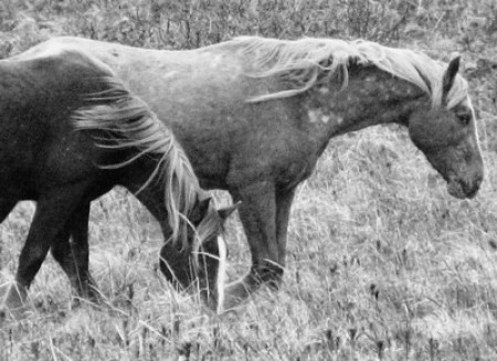 Black and white photo of horses.