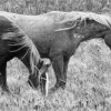 Black and white photo of horses.