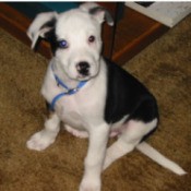 Black and white puppy.