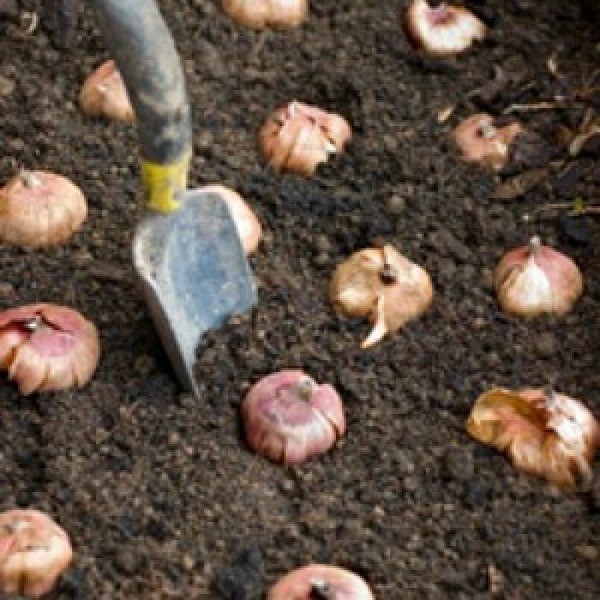 How To Plant Bulbs ThriftyFun